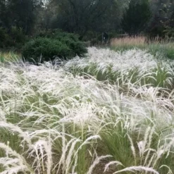Peruvian Feather Grass (Stipa Ichu) - 1 Gallon Pot -Garden Supplies Sales 2024 stipa ichu peruvian feather grass 4