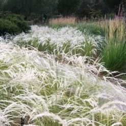 Peruvian Feather Grass (Stipa Ichu) - 1 Gallon Pot
