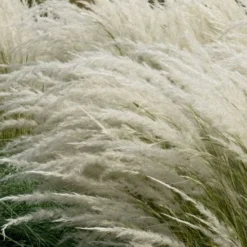 Peruvian Feather Grass (Stipa Ichu) - 1 Gallon Pot -Garden Supplies Sales 2024 stipa ichu peruvian feather grass 7