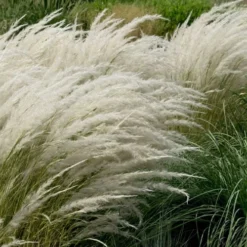 Peruvian Feather Grass (Stipa Ichu) - 1 Gallon Pot -Garden Supplies Sales 2024 stipa ichu peruvian feather grass 8