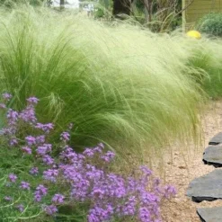 Pony Tails Mexican Feather Grass (Stipa Tennuissima) - 5 Pack Of Quart Pots -Garden Supplies Sales 2024 stipa tenuissima ponytails mexican feather grass 105 1