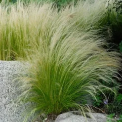 Pony Tails Mexican Feather Grass (Stipa Tennuissima) - 6 Pack Of Quart Pots -Garden Supplies Sales 2024 stipa tenuissima ponytails mexican feather grass 107