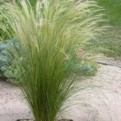 Pony Tails Mexican Feather Grass (Stipa Tennuissima) - 6 Pack Of Quart Pots -Garden Supplies Sales 2024 stipa tenuissima ponytails mexican feather grass 111