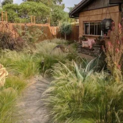 Pony Tails Mexican Feather Grass (Stipa Tennuissima) - 3 Pack Of Quart Pots -Garden Supplies Sales 2024 stipa tenuissima ponytails mexican feather grass 115 3