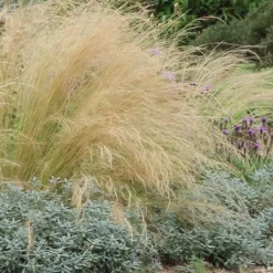Pony Tails Mexican Feather Grass (Stipa Tennuissima) - 6 Pack Of Quart Pots -Garden Supplies Sales 2024 stipa tenuissima ponytails mexican feather grass 117