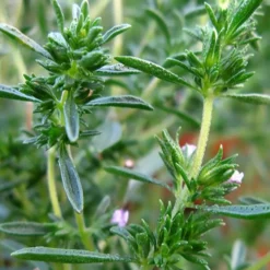 Summer Savory Plant - 6 Pack Of Pint Pots -Garden Supplies Sales 2024 summer savory herb plant 3