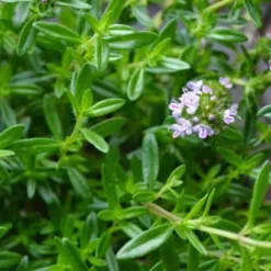 Summer Savory Plant - 6 Pack Of Pint Pots -Garden Supplies Sales 2024 summer savory herb plant 4