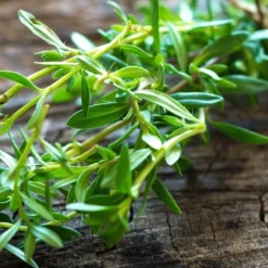 Summer Savory Plant - 6 Pack Of Pint Pots -Garden Supplies Sales 2024 summer savory herb plant 5