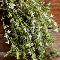 Summer Savory Plant - 6 Pack Of Pint Pots -Garden Supplies Sales 2024 summer savory herb plant 7