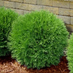 Planet Earth Arborvitae - 3 Gallon Pot -Garden Supplies Sales 2024 thuja occidentalis planet earth arborvitae 4