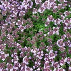 Caborn Wine & Roses Creeping Thyme - 5 Pack Of Pint Pots -Garden Supplies Sales 2024 thyme wine and roses 500x750 2