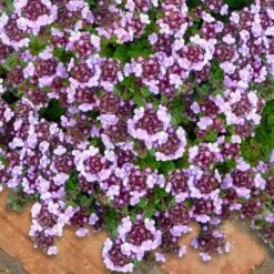 Caborn Wine & Roses Creeping Thyme - 5 Pack Of Pint Pots