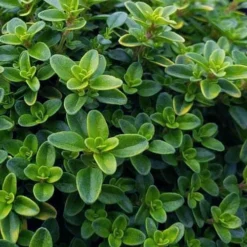 Lemon Creeping Thyme - 6 Pack Of Pint Pots -Garden Supplies Sales 2024 thymus citrriodorus lemon thyme 1 1