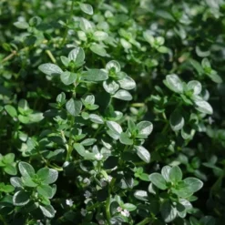 Lemon Creeping Thyme - 5 Pack Of Quart Pots -Garden Supplies Sales 2024 thymus citrriodorus lemon thyme 2