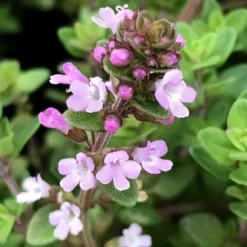 Lemon Creeping Thyme - 5 Pack Of Quart Pots -Garden Supplies Sales 2024 thymus citrriodorus lemon thyme 5