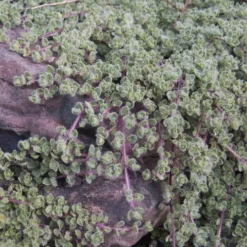 Woolly Creeping Thyme (Thymus Lanuginosis) - 10 Pack Of Pint Pots -Garden Supplies Sales 2024 thymus lanuginosis wooly thyme 11 2