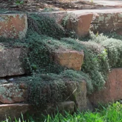 Woolly Creeping Thyme (Thymus Lanuginosis) - 5 Pack Of Pint Pots -Garden Supplies Sales 2024 thymus lanuginosis wooly thyme 4