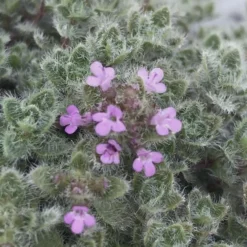 Woolly Creeping Thyme (Thymus Lanuginosis) - 5 Pack Of Pint Pots -Garden Supplies Sales 2024 thymus lanuginosis wooly thyme 5