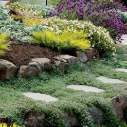 Woolly Creeping Thyme (Thymus Lanuginosis) - 10 Pack Of Pint Pots -Garden Supplies Sales 2024 thymus lanuginosis wooly thyme 6 2