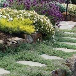 Woolly Creeping Thyme (Thymus Lanuginosis) - 10 Pack Of Pint Pots