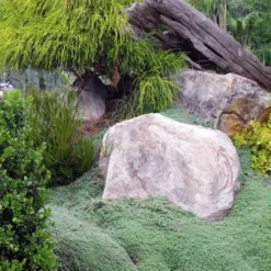 Woolly Creeping Thyme (Thymus Lanuginosis) - 10 Pack Of Pint Pots -Garden Supplies Sales 2024 thymus lanuginosis wooly thyme 8 2