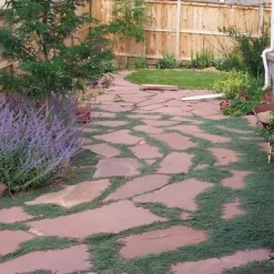 Woolly Creeping Thyme (Thymus Lanuginosis) - 5 Pack Of Pint Pots -Garden Supplies Sales 2024 thymus lanuginosis wooly thyme 9