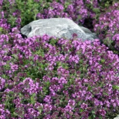 Magic Carpet Creeping Thyme (Thymus Serpyllum) - 6 Pack Of Pint Pots 9 Magic Carpet Creeping Thyme (Thymus Serpyllum) - 6 Pack Of Pint Pots -Garden Supplies Sales 2024 thymus serpyllum magic carpet creeping thyme 2