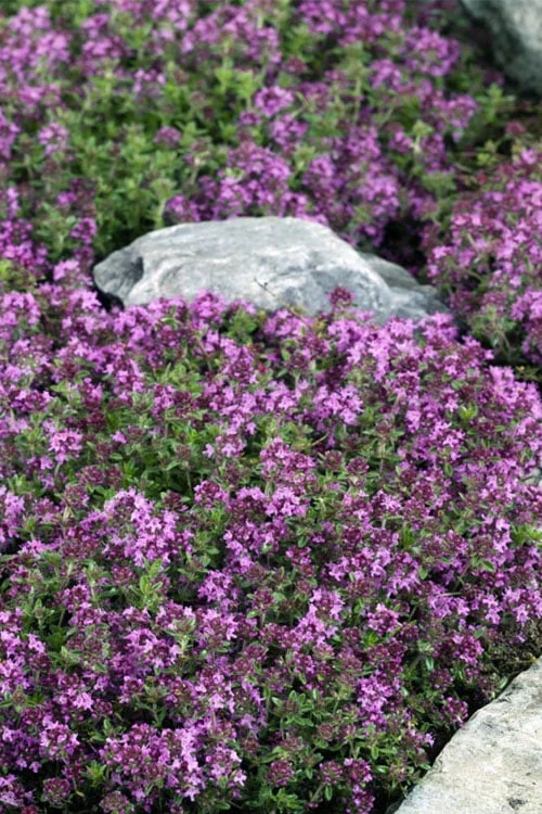Magic Carpet Creeping Thyme (Thymus Serpyllum) - 6 Pack Of Pint Pots 5 Magic Carpet Creeping Thyme (Thymus Serpyllum) - 6 Pack Of Pint Pots - Image 5