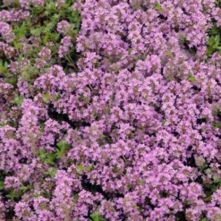 Magic Carpet Creeping Thyme (Thymus Serpyllum) - 6 Pack Of Pint Pots 8 Magic Carpet Creeping Thyme (Thymus Serpyllum) - 6 Pack Of Pint Pots -Garden Supplies Sales 2024 thymus serpyllum magic carpet creeping thyme 7