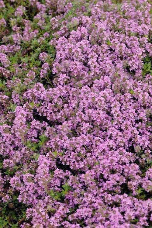 Magic Carpet Creeping Thyme (Thymus Serpyllum) - 6 Pack Of Pint Pots 4 Magic Carpet Creeping Thyme (Thymus Serpyllum) - 6 Pack Of Pint Pots - Image 4
