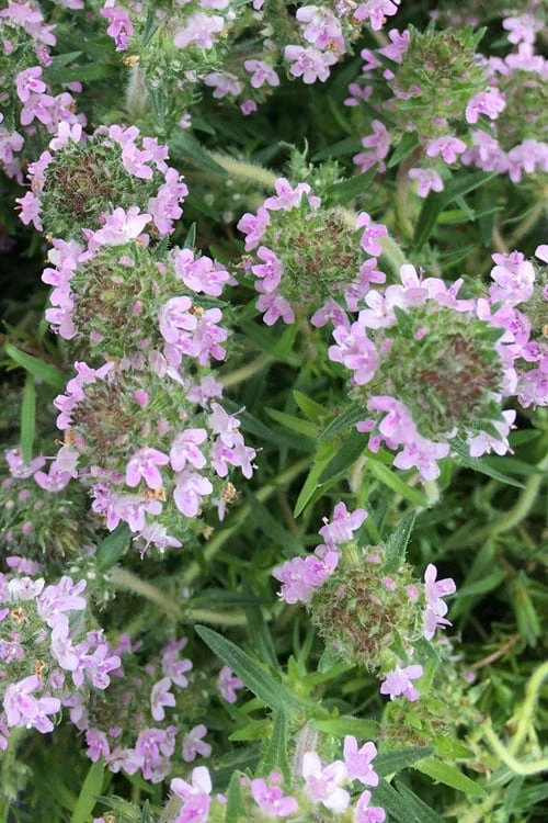 Spicy Orange Thyme - 6 Pack Of Pint Pots 5 Spicy Orange Thyme - 6 Pack Of Pint Pots - Image 5