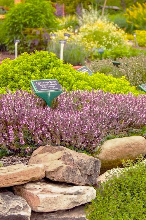 Spicy Orange Thyme - 6 Pack Of Pint Pots 1 Spicy Orange Thyme - 6 Pack Of Pint Pots