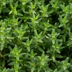 English Thyme (Thymus Vulgaris) - 6 Pack Of Pint Pots -Garden Supplies Sales 2024 thymus vulgaris english thyme 2
