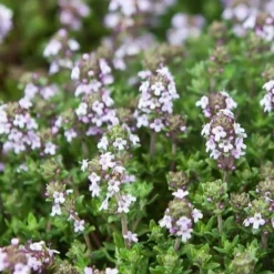 English Thyme (Thymus Vulgaris) - 6 Pack Of Pint Pots -Garden Supplies Sales 2024 thymus vulgaris english thyme 4