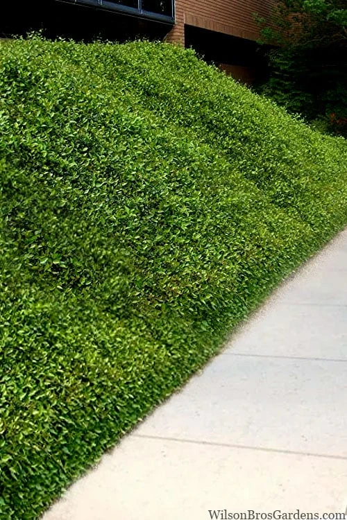 Asian Jasmine - Asiatic Jasmine - 18 Count Flat Of Pint Pots 1 Asian Jasmine - Asiatic Jasmine - 18 Count Flat Of Pint Pots