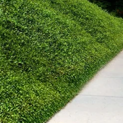 Asian Jasmine (Trachelospermum Asiaticum) - 36 Pack Of 3.5" Pint Pots