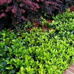 Asian Jasmine (Trachelospermum Asiaticum) - 72 Pack Of 3.5" Pint Pots -Garden Supplies Sales 2024 trachelospermum asiaticum asian jasmine 2