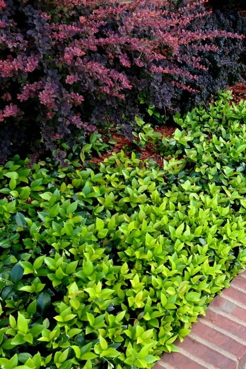 Asian Jasmine - Asiatic Jasmine - 18 Count Flat Of Pint Pots 9 Asian Jasmine - Asiatic Jasmine - 18 Count Flat Of Pint Pots - Image 9