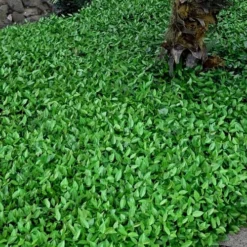 Asian Jasmine - Asiatic Jasmine - 18 Count Flat Of Pint Pots 16 Asian Jasmine - Asiatic Jasmine - 18 Count Flat Of Pint Pots -Garden Supplies Sales 2024 trachelospermum asiaticum asian jasmine 3 3