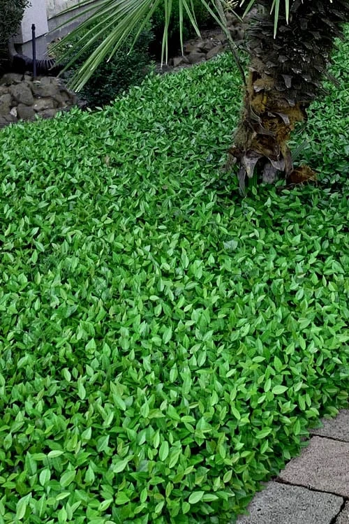 Asian Jasmine - Asiatic Jasmine - 18 Count Flat Of Pint Pots 8 Asian Jasmine - Asiatic Jasmine - 18 Count Flat Of Pint Pots - Image 8