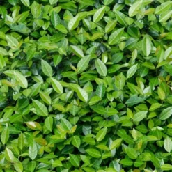 Asian Jasmine (Trachelospermum Asiaticum) - 72 Pack Of 3.5" Pint Pots -Garden Supplies Sales 2024 trachelospermum asiaticum asian jasmine 6