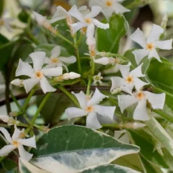 Variegated Confederate Jasmine - Trachelospermum Jasminoides - 3 Gallon Pot 11 Variegated Confederate Jasmine - Trachelospermum Jasminoides - 3 Gallon Pot -Garden Supplies Sales 2024 trachelospermum jasminoides variegatum confederate jasmine 2