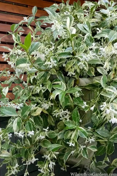 Variegated Confederate Jasmine - Trachelospermum Jasminoides - 3 Gallon Pot 1 Variegated Confederate Jasmine - Trachelospermum Jasminoides - 3 Gallon Pot