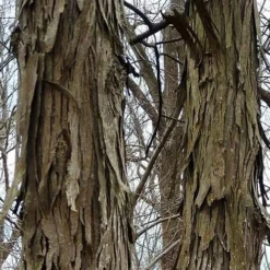 Shagbark Hickory Tree (Carya Ovata) - 3 Gallon Pot -Garden Supplies Sales 2024 tree hickory shagbark 500x750 1
