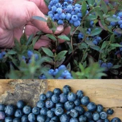 Wild Lowbush Blueberry Plant - 1 Gallon 13 Wild Lowbush Blueberry Plant - 1 Gallon -Garden Supplies Sales 2024 vaccinium angustifolium low bush blueberry 10