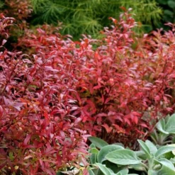 Wild Lowbush Blueberry Plant - 1 Gallon 17 Wild Lowbush Blueberry Plant - 1 Gallon -Garden Supplies Sales 2024 vaccinium angustifolium low bush blueberry 2