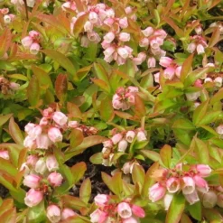 Wild Lowbush Blueberry Plant - 1 Gallon 16 Wild Lowbush Blueberry Plant - 1 Gallon -Garden Supplies Sales 2024 vaccinium angustifolium low bush blueberry 4