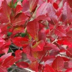 Wild Lowbush Blueberry Plant - 1 Gallon 14 Wild Lowbush Blueberry Plant - 1 Gallon -Garden Supplies Sales 2024 vaccinium angustifolium low bush blueberry 6