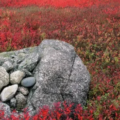 Wild Lowbush Blueberry Plant - 1 Gallon 15 Wild Lowbush Blueberry Plant - 1 Gallon -Garden Supplies Sales 2024 vaccinium angustifolium low bush blueberry 7