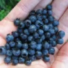 Wild Lowbush Blueberry Plant - 1 Gallon